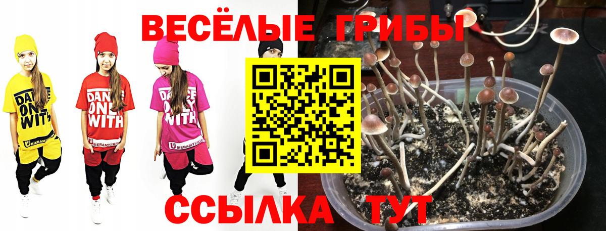 Обнинск  Псилоцибиновые грибы Cubensis  Вход с VPN 